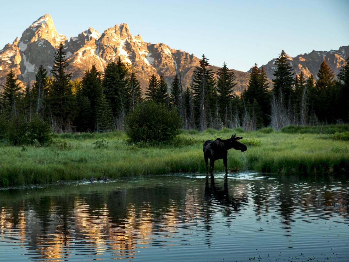 a herd of cattle standing on top of a lake